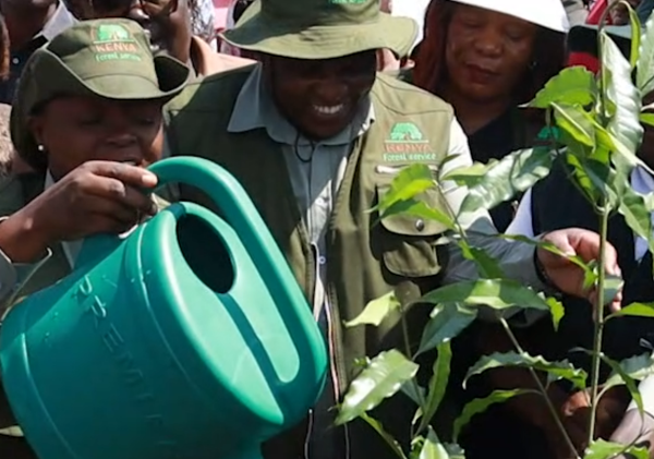 Kenya’s Only Rainforest at the Heart of a Climate Reckoning on World Rainforest Day